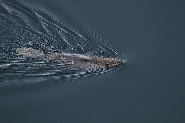 There are several types of beaver traps, both live traps and lethal traps. Get Rid Of Beavers Creek Pond Yard Beaver Removal Tips