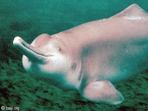 ikan lumba lumba sungai cina