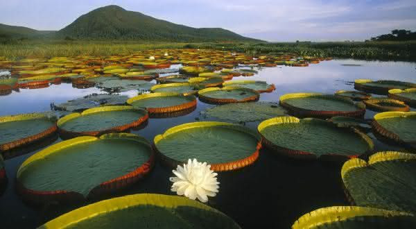 pantanal entre os parques nacionais mais bonitos do brasil