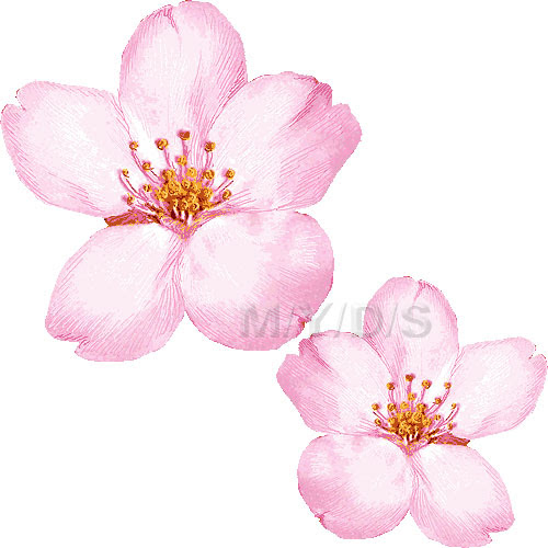 50 桜 イラスト 背景なし 動物ゾーン