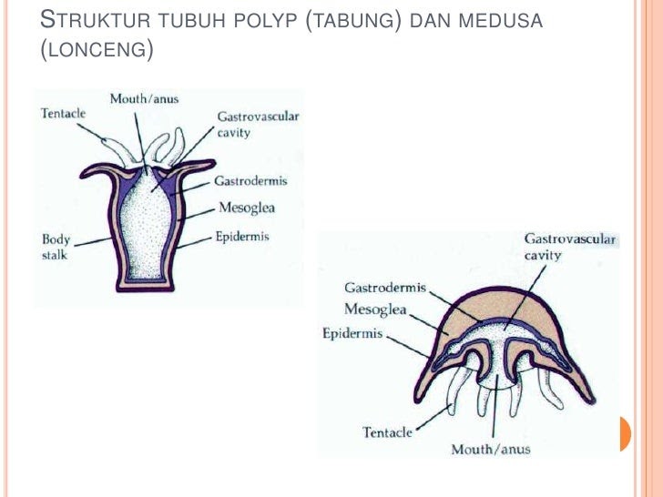 Contoh Sistem Pencernaan Hewan Invertebrata - Contoh Wa