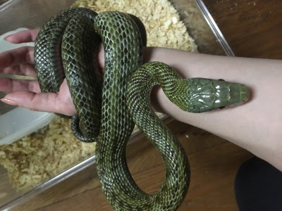 すべての動物の画像 75 かっこいい 蛇