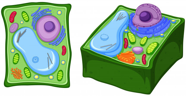 35 Plant Cell Without Label - Label Design Ideas 2020