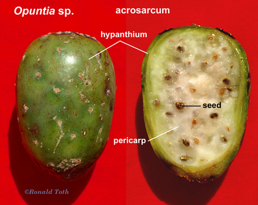 Collect the seeds and grow them in the growing season and you'll be enjoying the fruits in 80 days. A Systematic Treatment Of Fruit Types