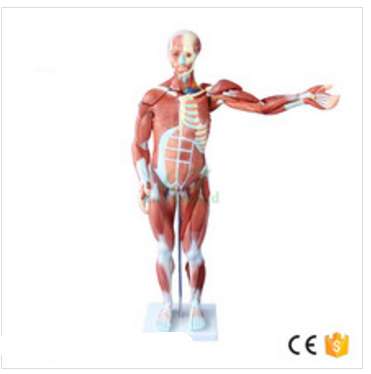 Torso muscle anatomy for artist. 80cm Plastic Human Muscle Anatomy Model Buy Anatomy Laboratory Equipment Human Torso Anatomy Model Human Anatomy Toys Human Eye Anatomy Model Product On Alibaba Com