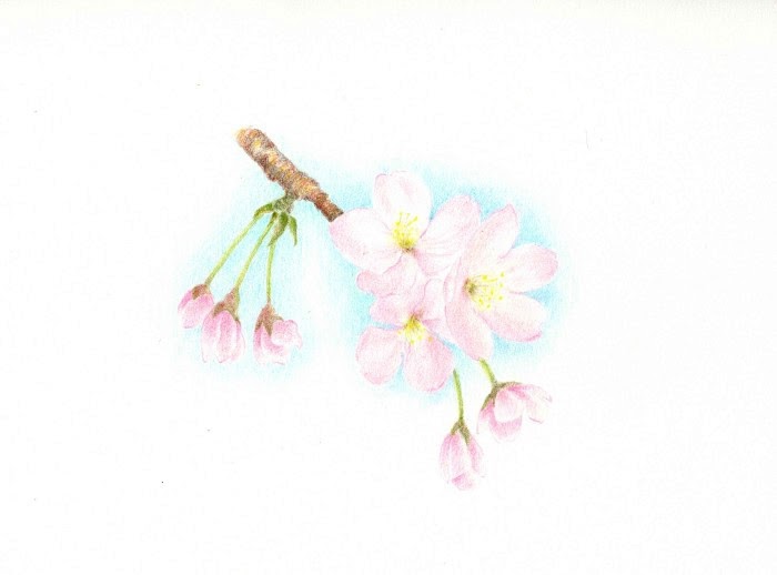 最新 描き方 桜 イラスト 簡単 かわいい 5514