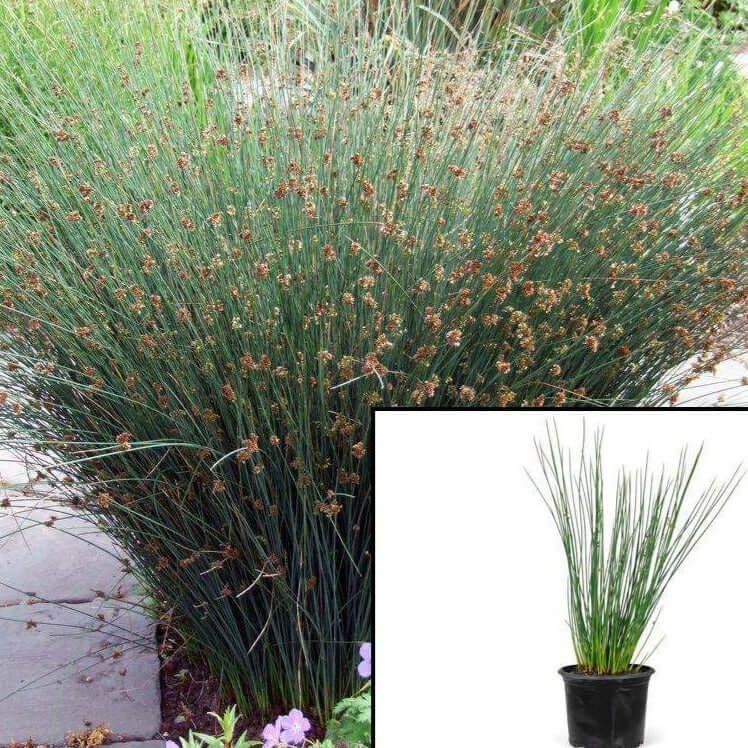 Jul 15, 2021 · introduced by san marcos growers, this form of juncus patens was selected from the hills southeast of the town of elk in mendocino county. Juncus Patens Elk Blue Plant Elk Blue California Gray Rush 5gallon A Californiafloridaplant
