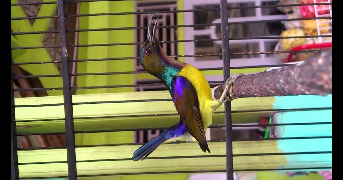 Bentuk Burung Prit Gantil / Cara memilih burung kenari ...