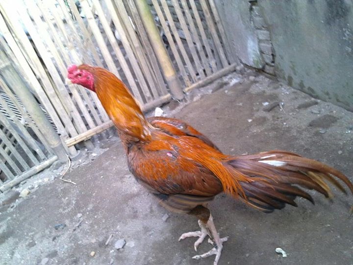  Gambar  Ayam  Vietnam Asli Gambar  Kelabu