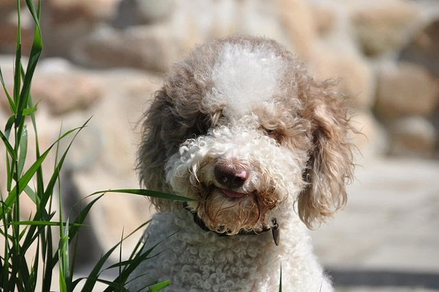 Maybe you would like to learn more about one of these? Lagotto Romagnolo Breeders Pennsylvania L2sanpiero