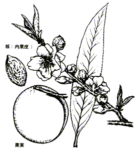 元の花桃 種類 図鑑 最高の花の画像