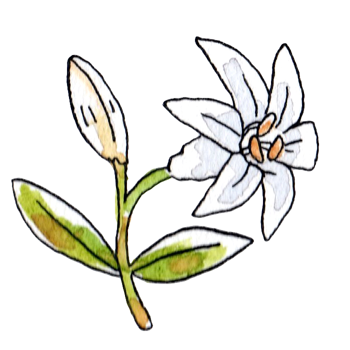 美しい花の画像 75 ゆり イラスト かわいい