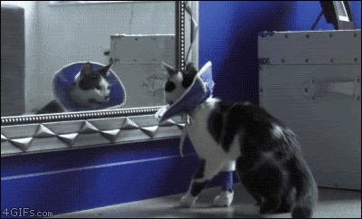 マインドクルーズ 猫の面白gifまとめ