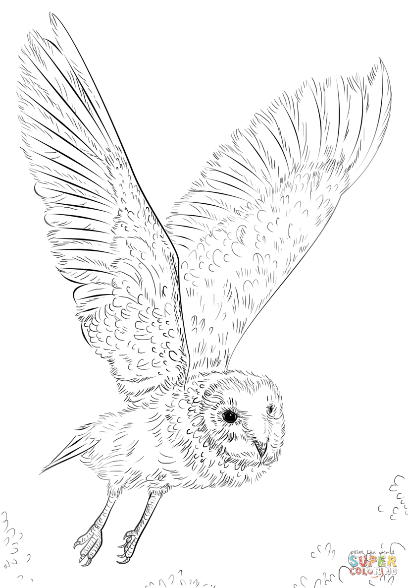 Download Coloring Pages Birds Of Prey - coloringpages2019