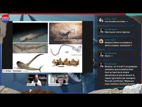 Replay Twitch : Les autres "monstres" contemporains du Mégalodon 