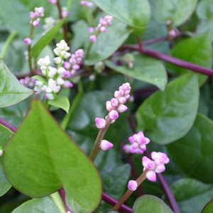 50 つるむらさき 花 毒 すべての美しい花の画像