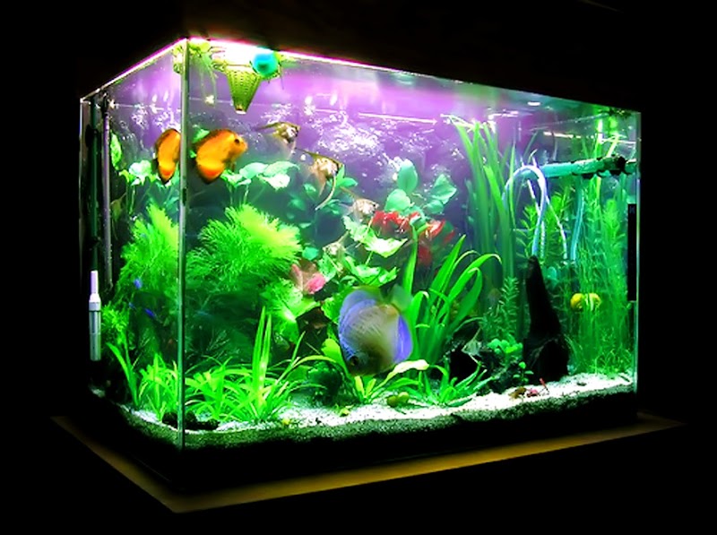 13+ Top Terbaru Gambar Aquarium