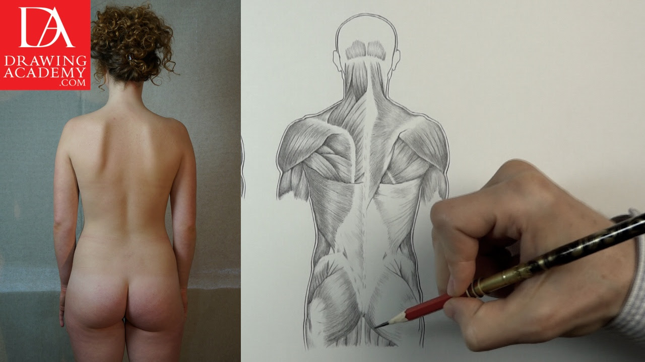 Deviantart is the world's largest online social community for artists and art enthusiasts, allowing people to connect. Human Torso Drawing At Getdrawings Free Download