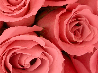 待ち受け ピンク の 薔薇 画像 344946