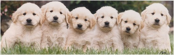 We have many breeds to choose from. Karagold Golden Retrievers Florida
