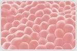 Interfacial Protein Monolayers are Strong Enough to Hold a Cell