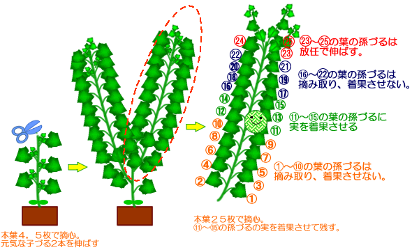 完了しました きゅうり の 育て 方 摘芯