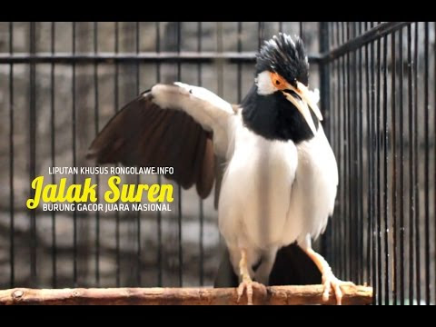 Gambar Sangkar Burung Kosan - Gambar Om