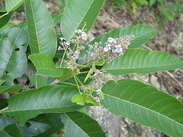  Gambar  Daun Pohon Cendana  Gambar  Bagian Tumbuhan