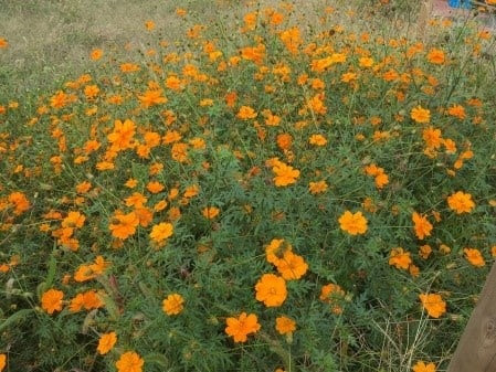 すべての美しい花の画像 新鮮なオレンジ 花 雑草