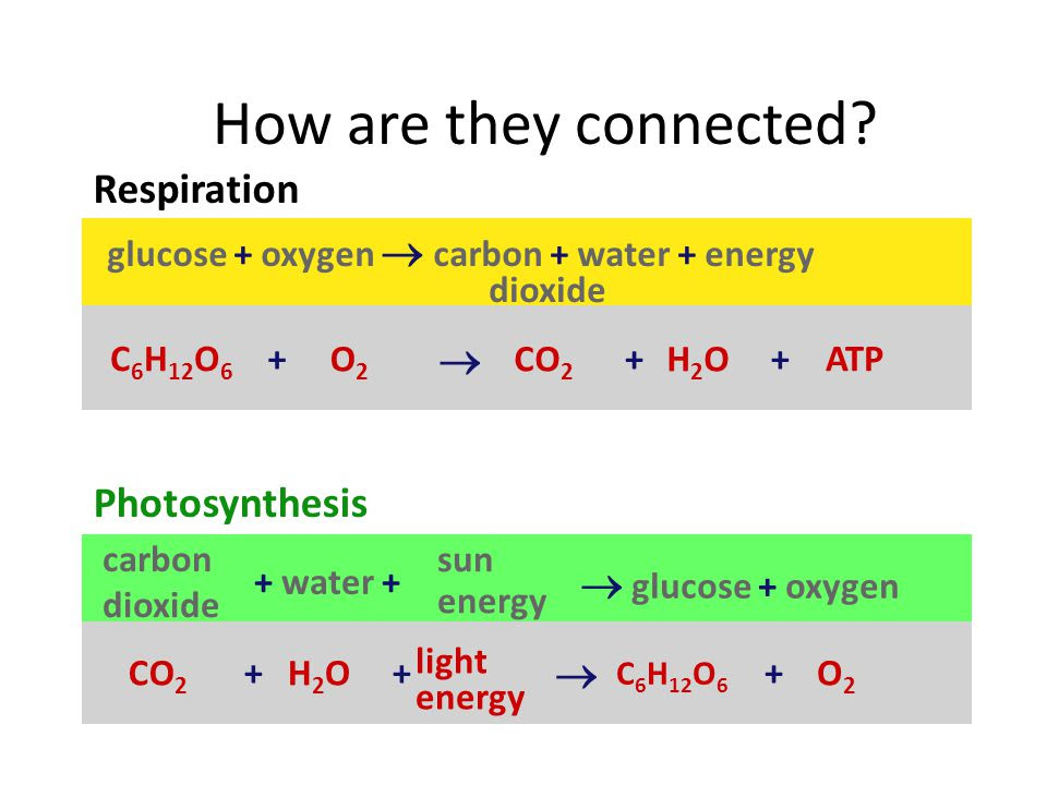 Photosynthesis And Cellular Respiration Chemical Equation - slideshare