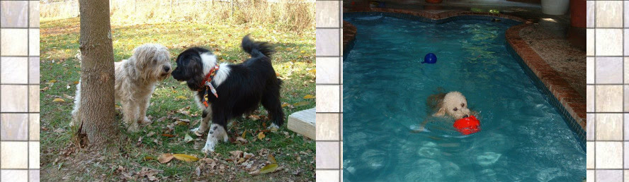 Check spelling or type a new query. Now Hiring Cozy Inn Pet Resort Spa