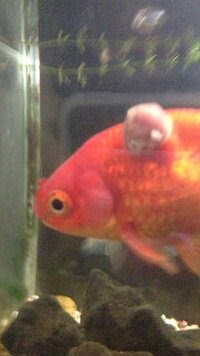 金魚 病気 白い こぶ Englshclo