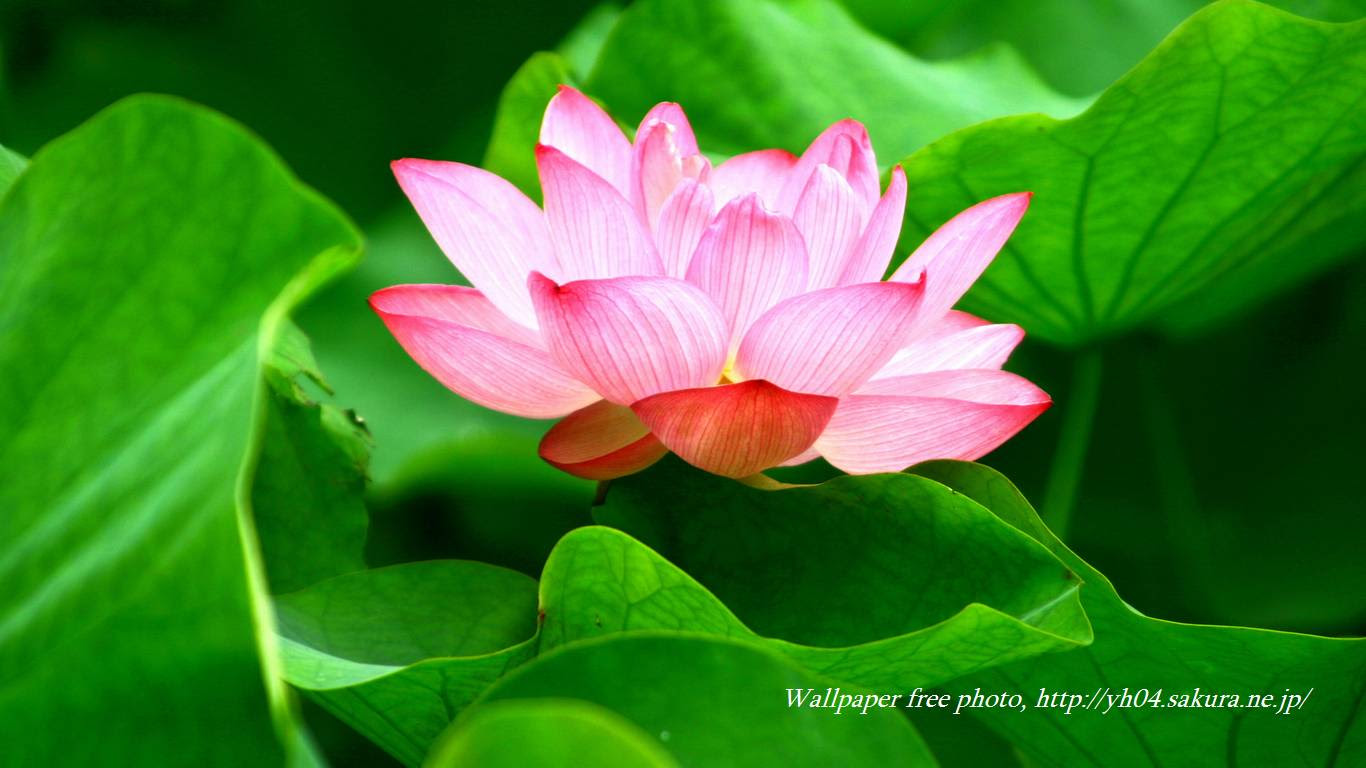 ベスト50 蓮の花 壁紙 最高の花の画像
