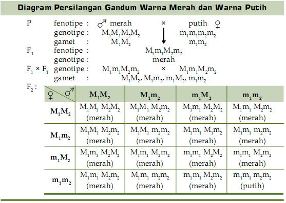  Contoh  Soal Tentang Hewan  Invertebrata  Contoh  36