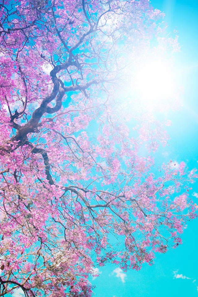 高 画質 夜桜 桜 かっこいい 壁紙 Udin