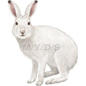 いろいろ ゆきうさぎ イラスト ゆきうさぎ イラスト