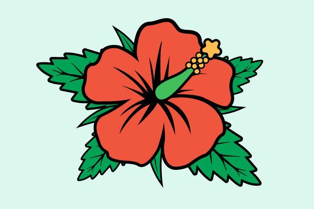 Gumamela flowers are shrub flowers native to the philippines. Learn Parts Of The Gumamela Flower How To Guides Tips And Tricks