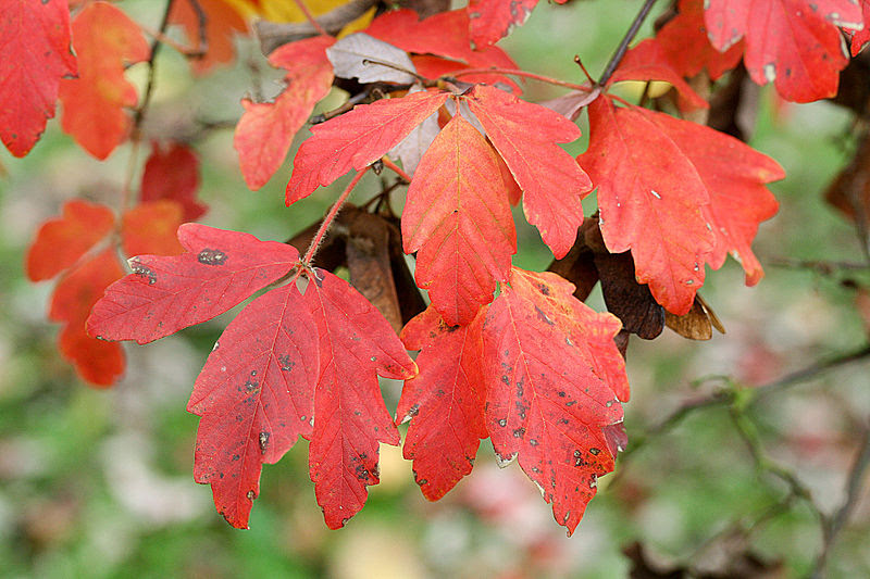 File:Acer griseum JPG01b.jpg