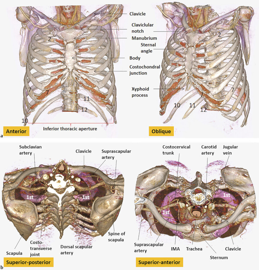 Posterior view of the thorax and shoulder gridle. 1 Thoracic Wall Radiology Key