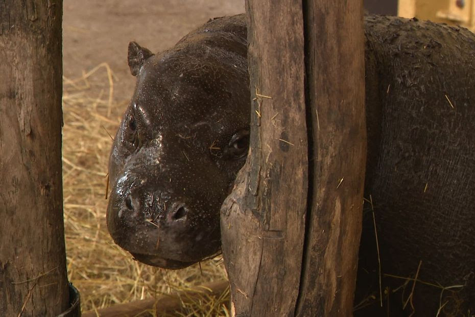 Trois nouvelles espèces en voie de disparition s’installent au Parc Animalier d’Auvergne