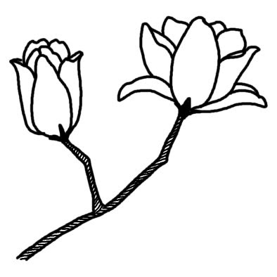アニメ画像について 最高の木蓮 イラスト