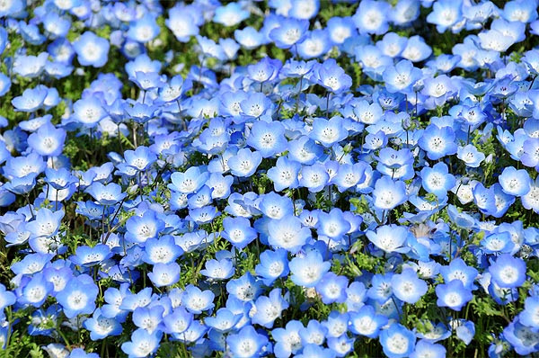すべての美しい花の画像 最高の青く て 小さい 花