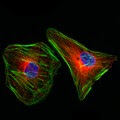 Cytoskeletal Proteins