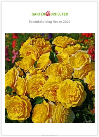 Diese website verwendet cookies, um sicherzustellen, dass sie die. Versandhaus Katalog Von Gustav Schluter Versandbaumschule Samenfachgeschaft Katalogoffice De Kostenlose Kataloge Versandkataloge Reisekataloge Prospekte