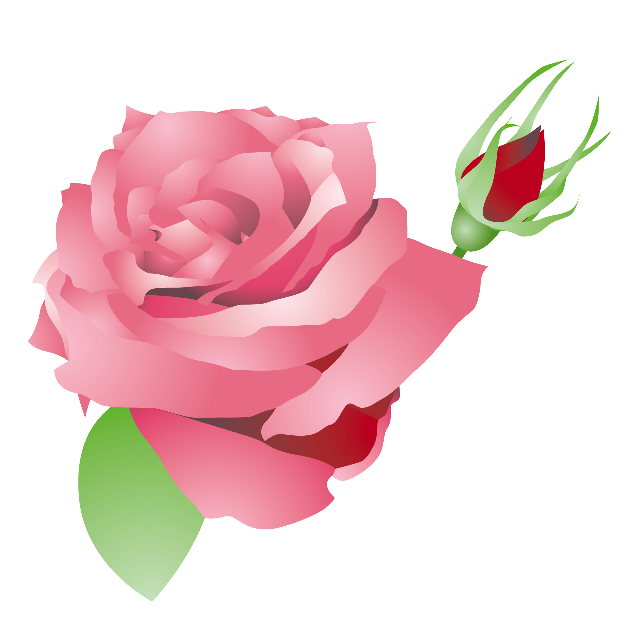 美しい花の画像 これまでで最高のバラ イラスト フリー素材