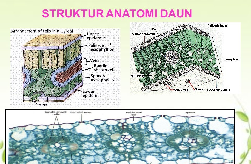 Struktur Anatomi Daun Monokotil  Dan Dikotil Berbagi Struktur