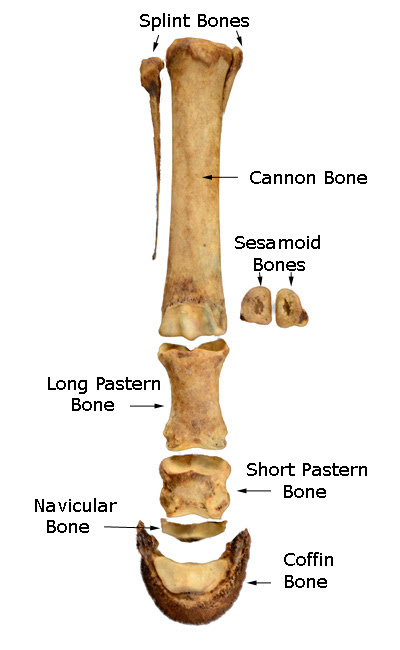 A complete site about horses, their behavior, riding and training horses with understanding and knowledge and the anatomy of horses. The Distal Limb Bones Of The Equine