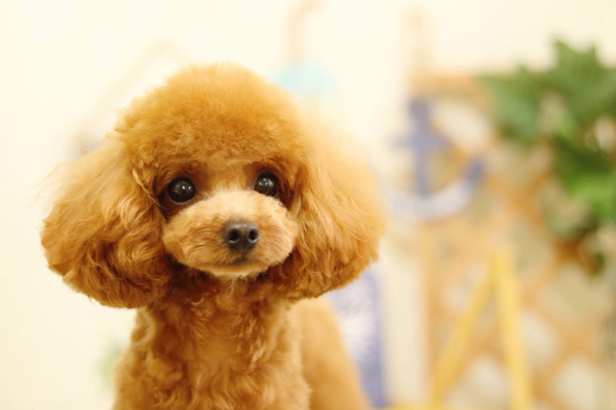 コンプリート 犬 テディベアカット 犬 トイプードル テディベアカット ブラッククローバー アニメ画像