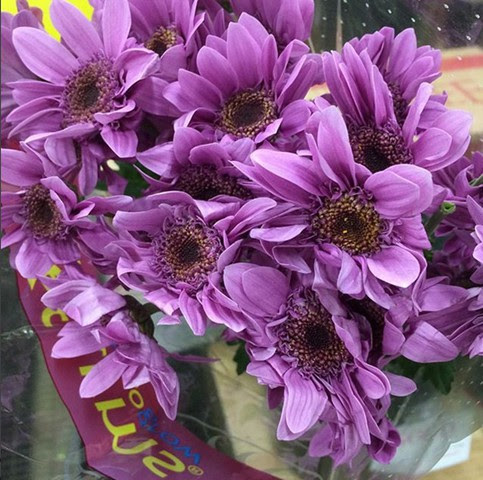 We are open founded in 1947, berkeley is the oldest and largest wholesale florist supply company in south florida with over 100 varieties of fresh flowers from around the world, and all of the supplies. Wholesale Flowers Chicago And Suburbs Flower Pak