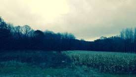 Fields where habitat work was completed